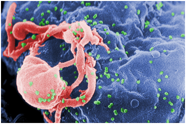 NEJM：广泛中和抗体组合使用有望治疗HIV感染？