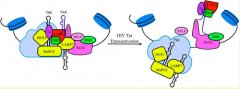 科学家发现HIV RNA特异构象 有助推动新药研发