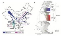 中缅边境地区HIV-1分子流行病学研究取得新进展