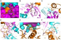 eLife：详解HIV编码蛋白Nef劫持宿主蛋白机制