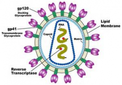 Science子刊：三种抗体组合使用或让HIV无处可逃