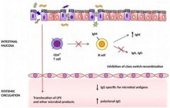 PLoS Pathog：揭示肠道免疫细胞为何不能阻止HIV感染