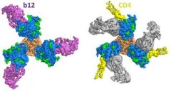 Nature：首次捕捉到HIV包膜蛋白过渡状态的结构图