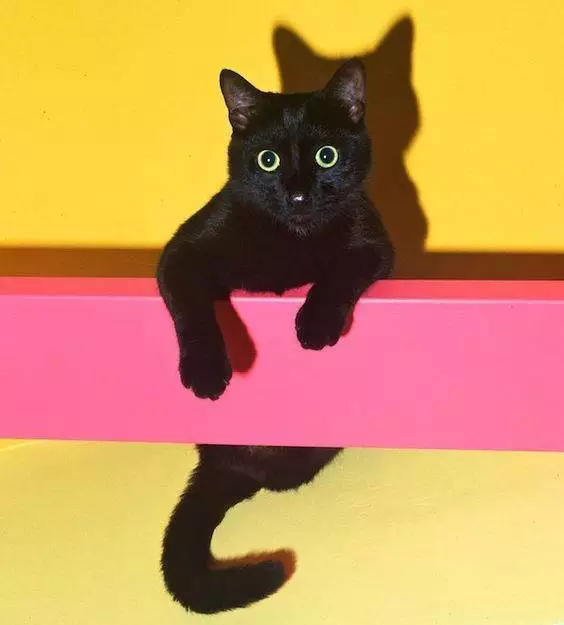 之所以能吸引你的注意力,除了彼此的眼神交流,还有一点:它歪头的动作